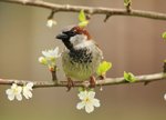 Sparrow In Pear Plum Blossom