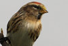 Redpoll