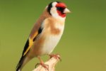 Goldfinch on Perch