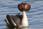 great crested Grebe with crest puffed