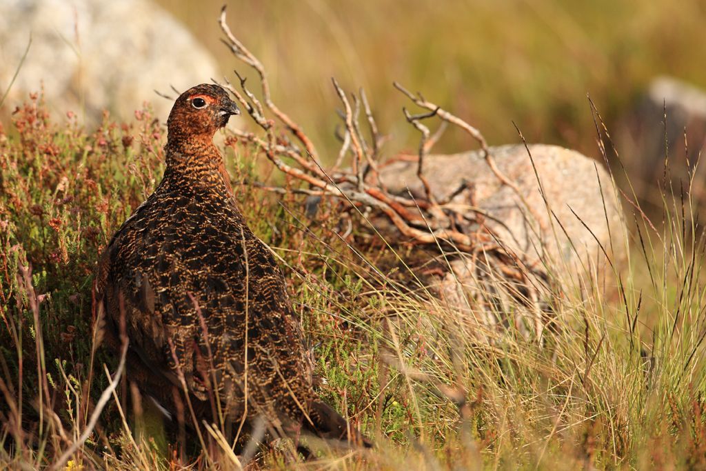 Photograph of Red Grouse in heather