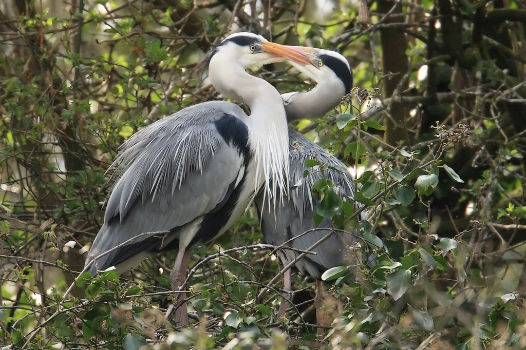 Heron Post Courtship Embrace