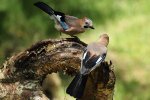 Two Jays