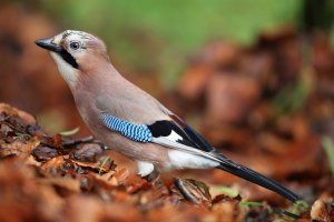 Jay in Autumn Leaves