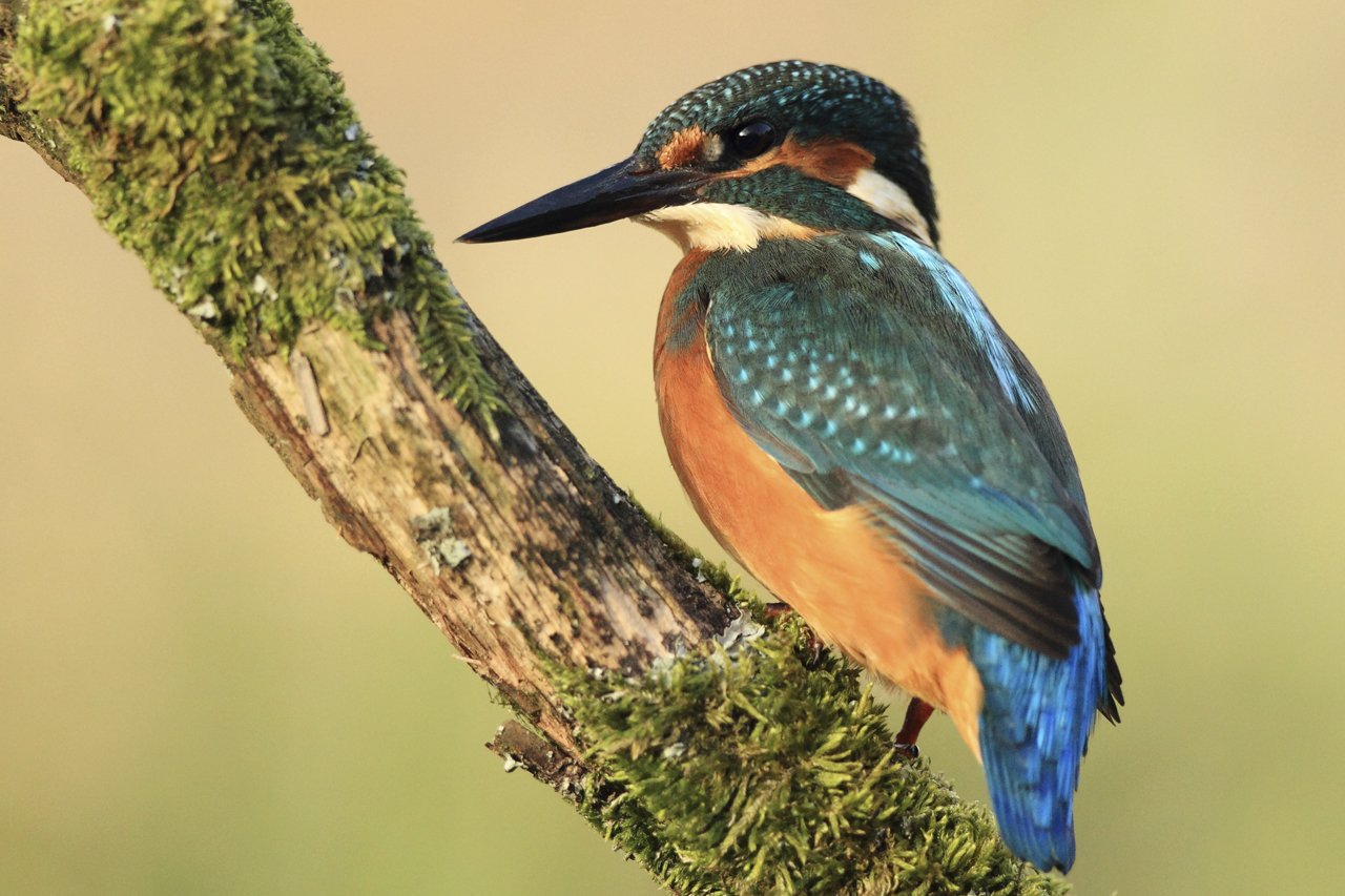 Kingfisher in Morning Light