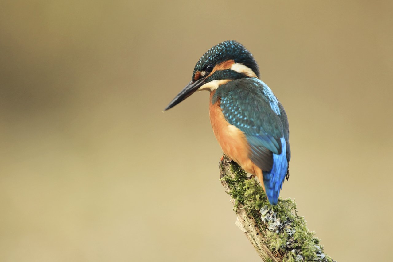 Kingfisher on Perch