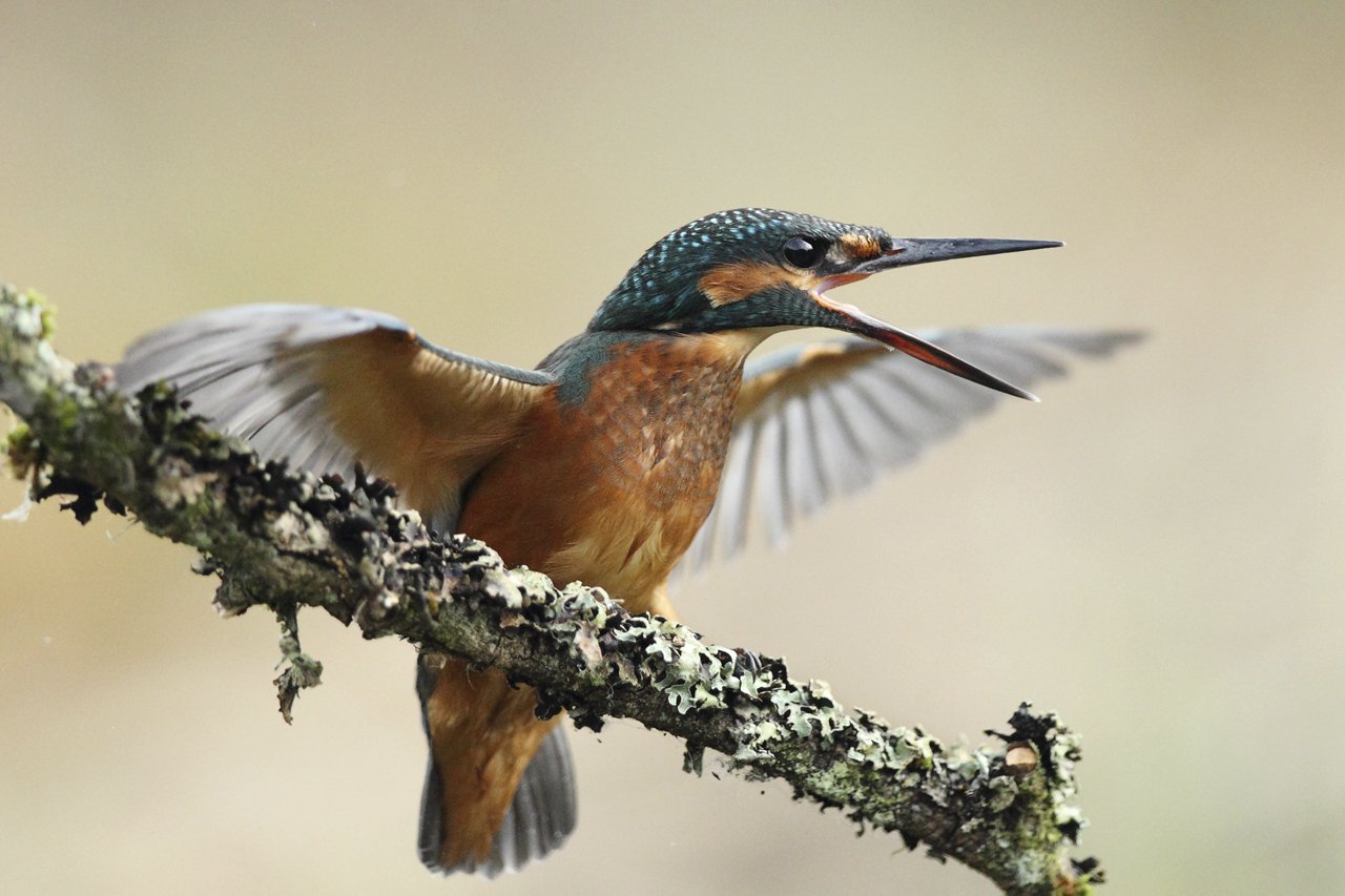 Kingfisher Displaying