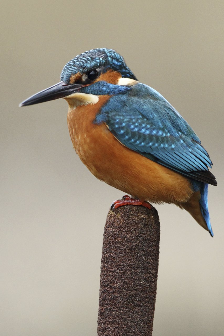 Kingfisher on Bullrush