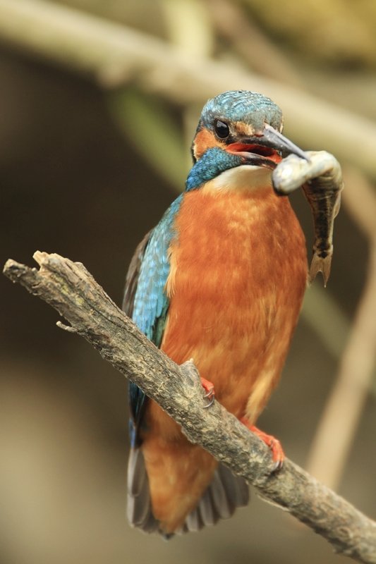 Male Kingfisher With Fish