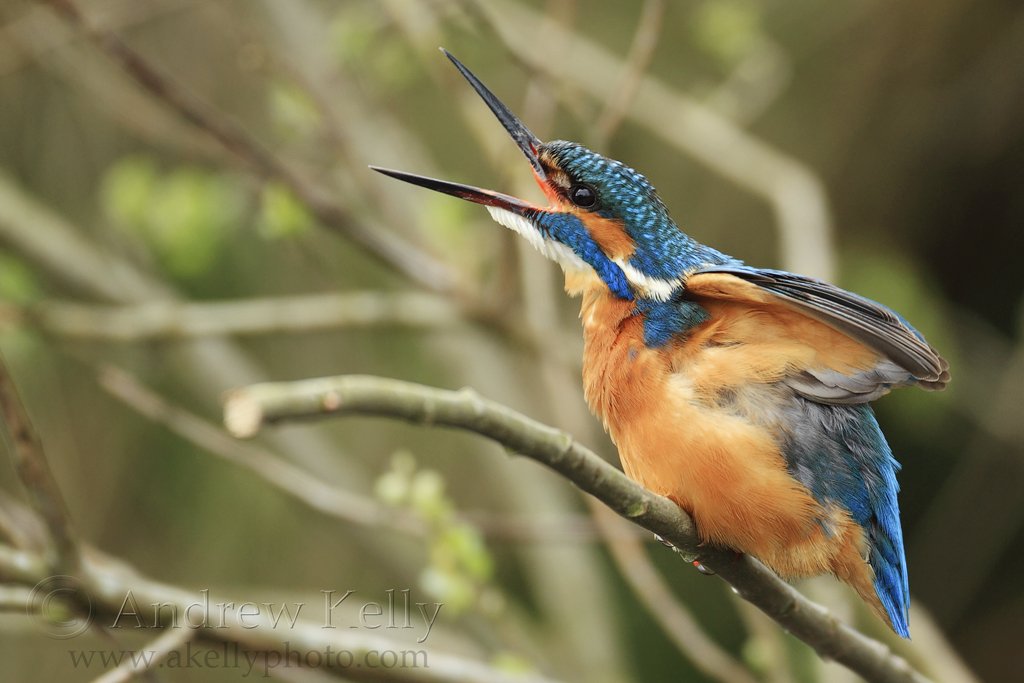 Kingfisher Yawning