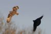 Short-eared Owls