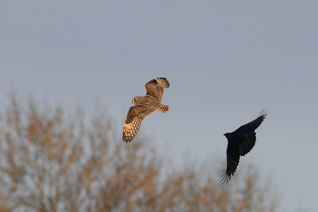 Short-eared Owl Mobbed by Crow