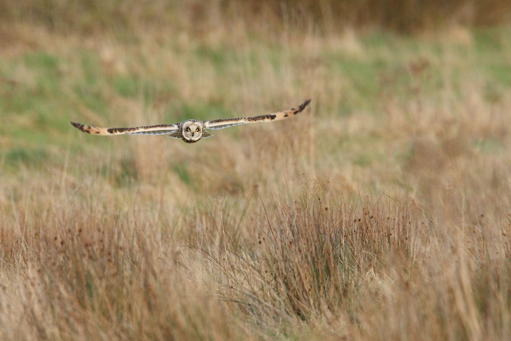 Short-eared Owl Head On