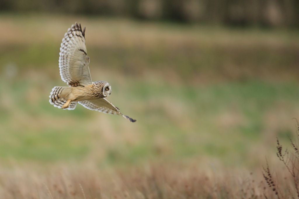 Short-eared Owl Underparts