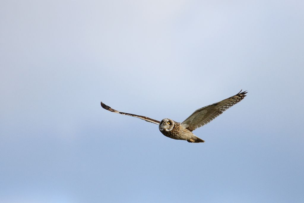 Short-eared Owl With Blus Sky