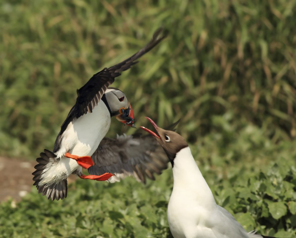 Puffin being Attached by Black Headed Gull