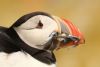 Puffin