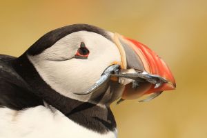 Puffin with Sandeels Closeup