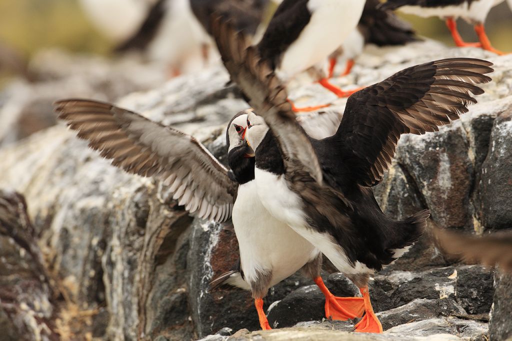 Atlantic Puffins Fighting