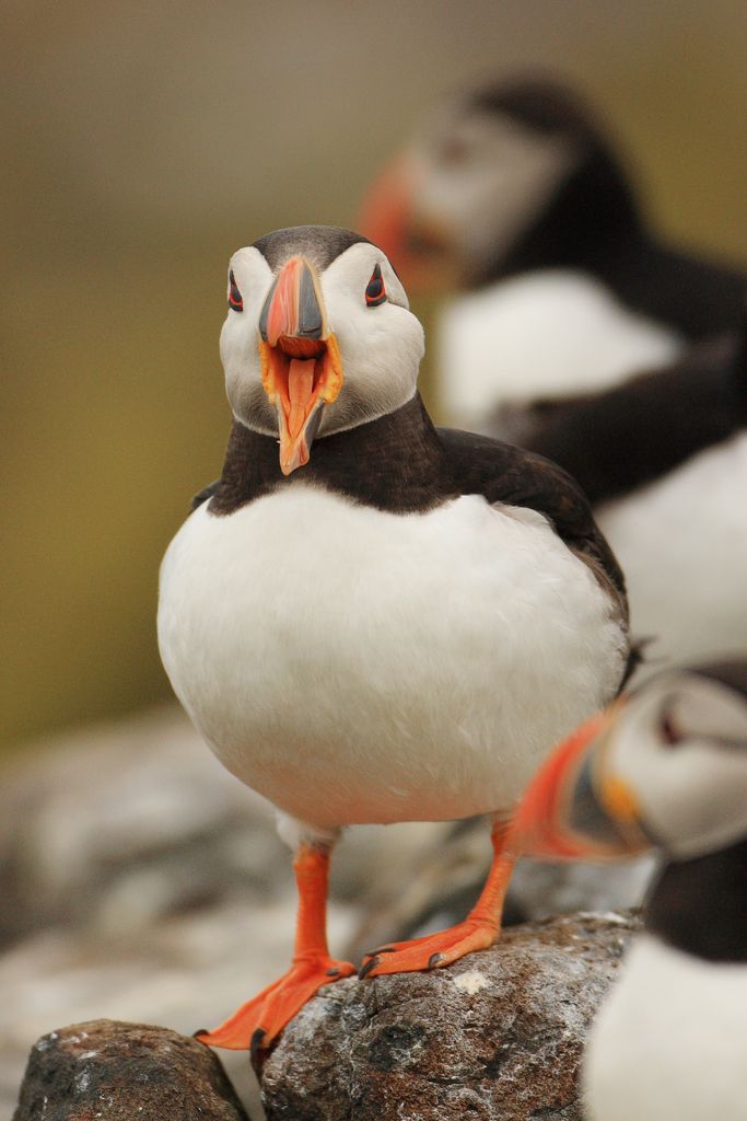 Atlantic Puffin Yawning