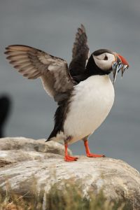 Standing Puffin Spreads Wings