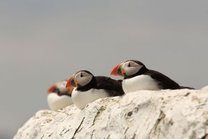 Puffins Sitting on a Lighthouse Wall