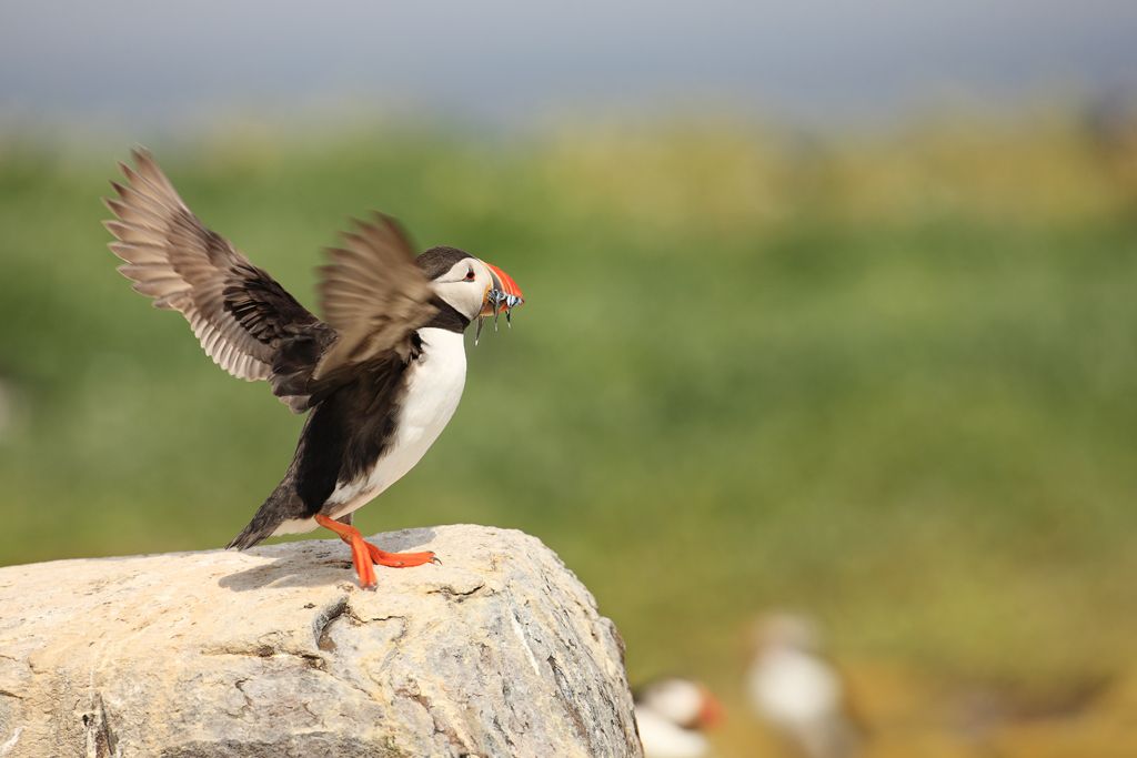 Atlantic Puffin,Fratercula arctica, About to Take-Off