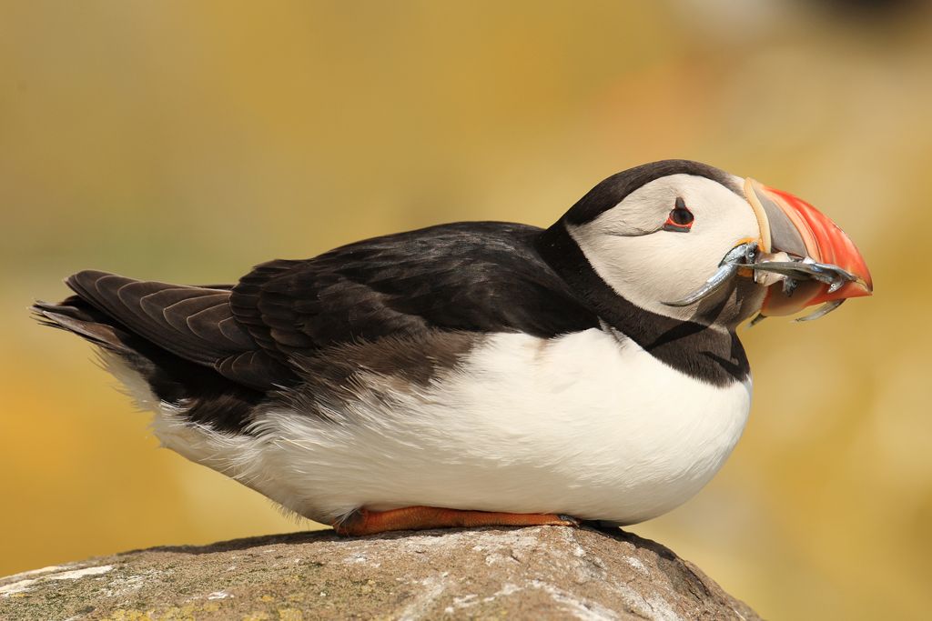 Puffins with Sandeels Sitting on Rock