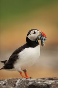 Puffin with Sandeels Portrait