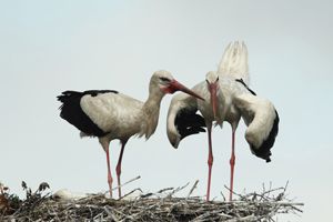 Storks Displaying