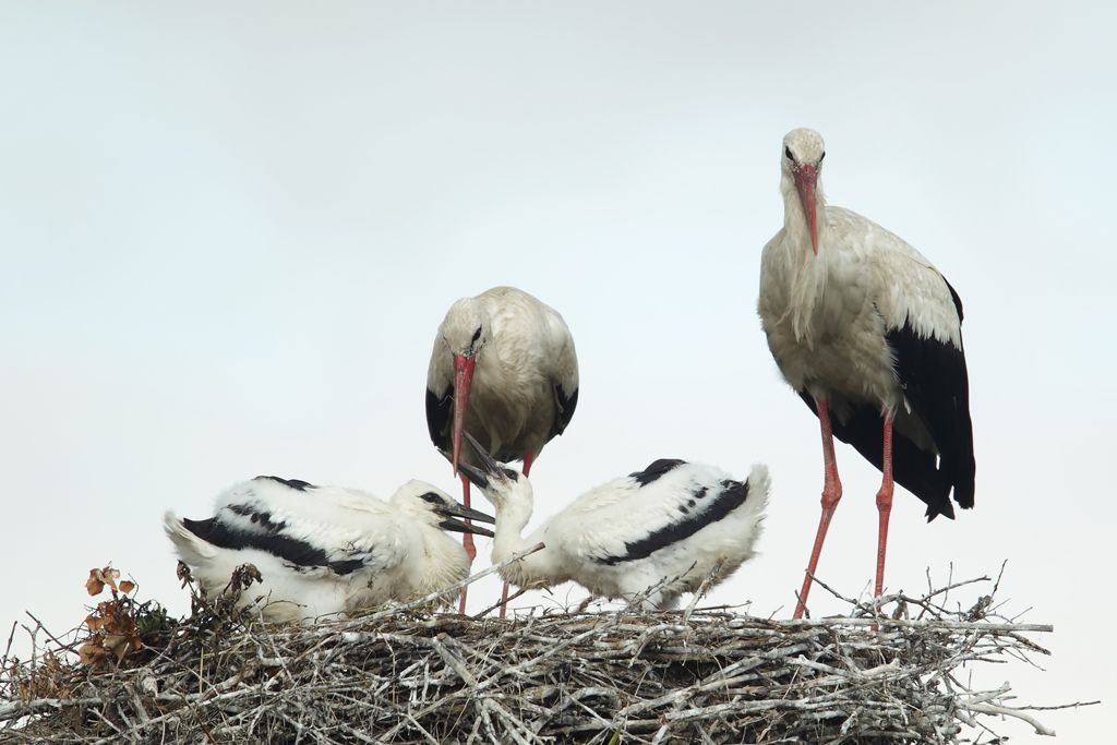 White Stork Regurgitates Food to Young