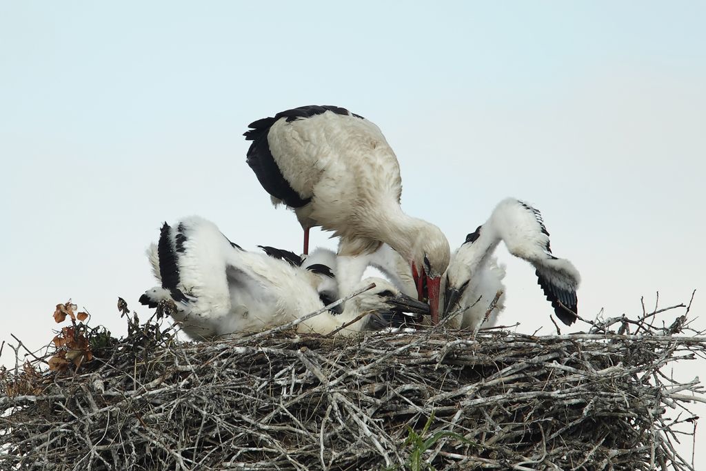 Storks displaying when returning to the nest.