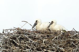 White Stork Chicks