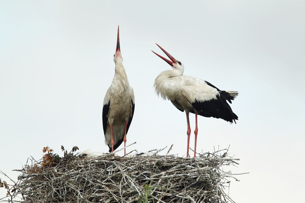 Storks displaying when returning to the nest.