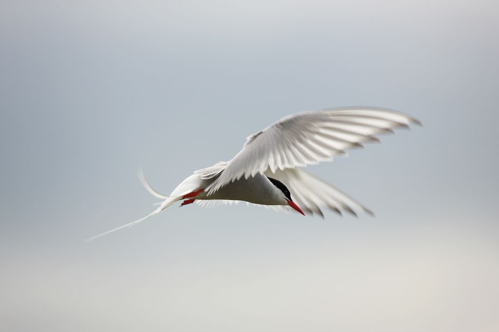 Arctic Tern Hovering