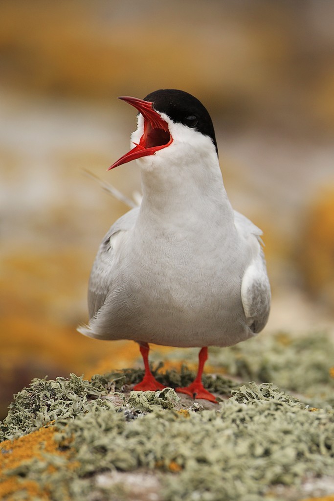 Arctic Tern Calling
