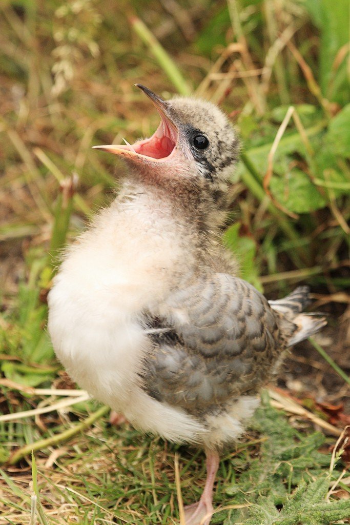 Arctic Terns Chick Calling for parent