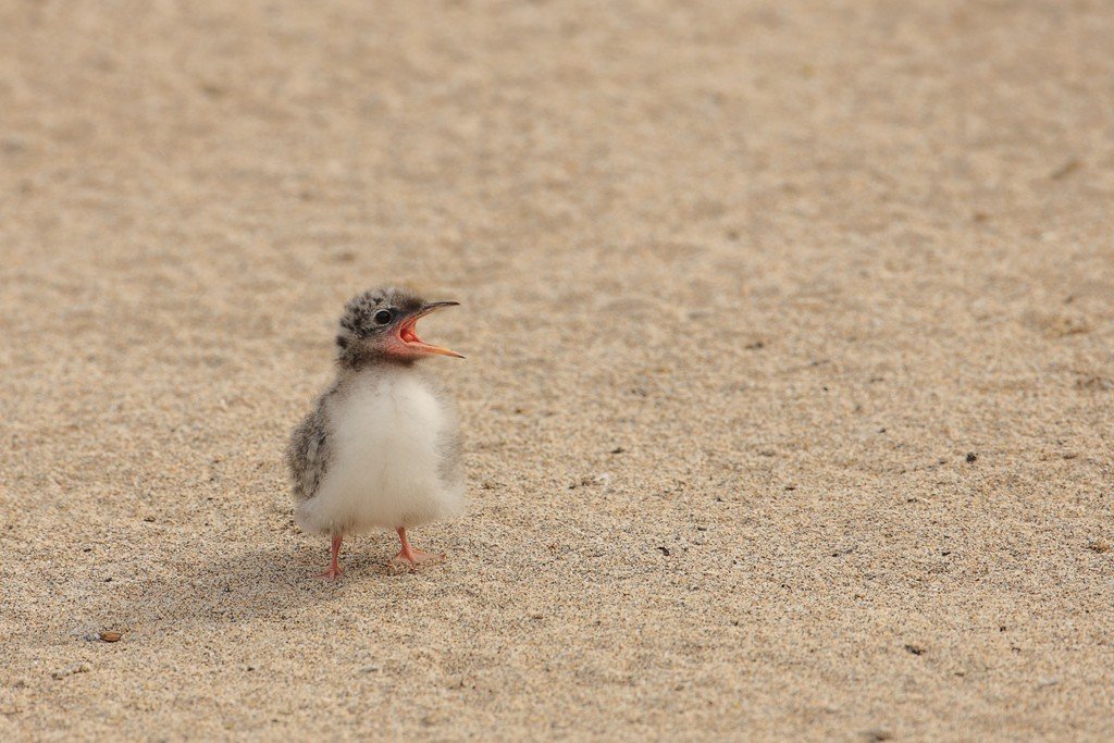Arctic Tern Chick On The Sand