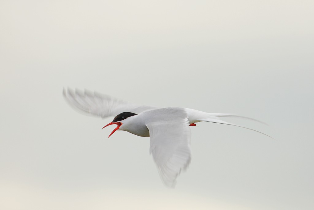 Arctic Tern in Flight