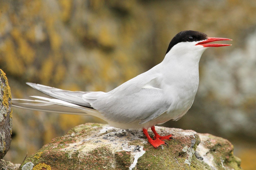 Arctic Tern Sitting On Rock
