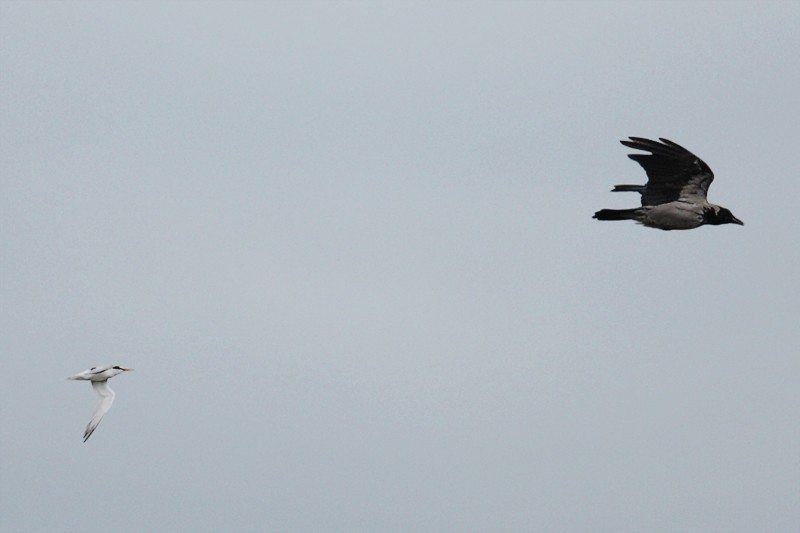 Little Tern Chases Hooded Crow 