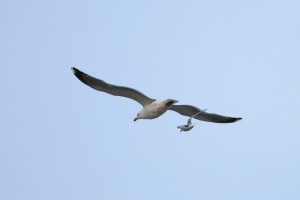 Little Tern Chases Gull Away