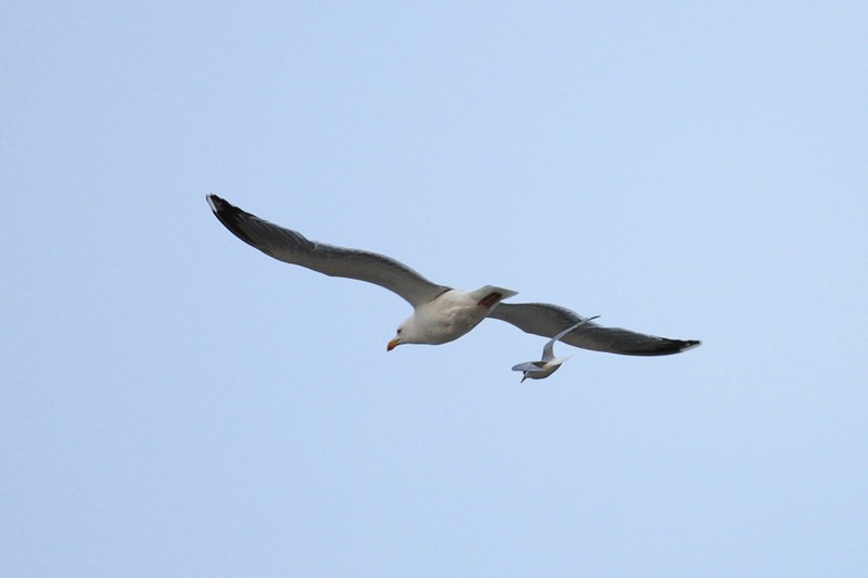 Little Tern Chases Gull Away