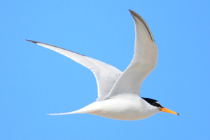 Little Terns