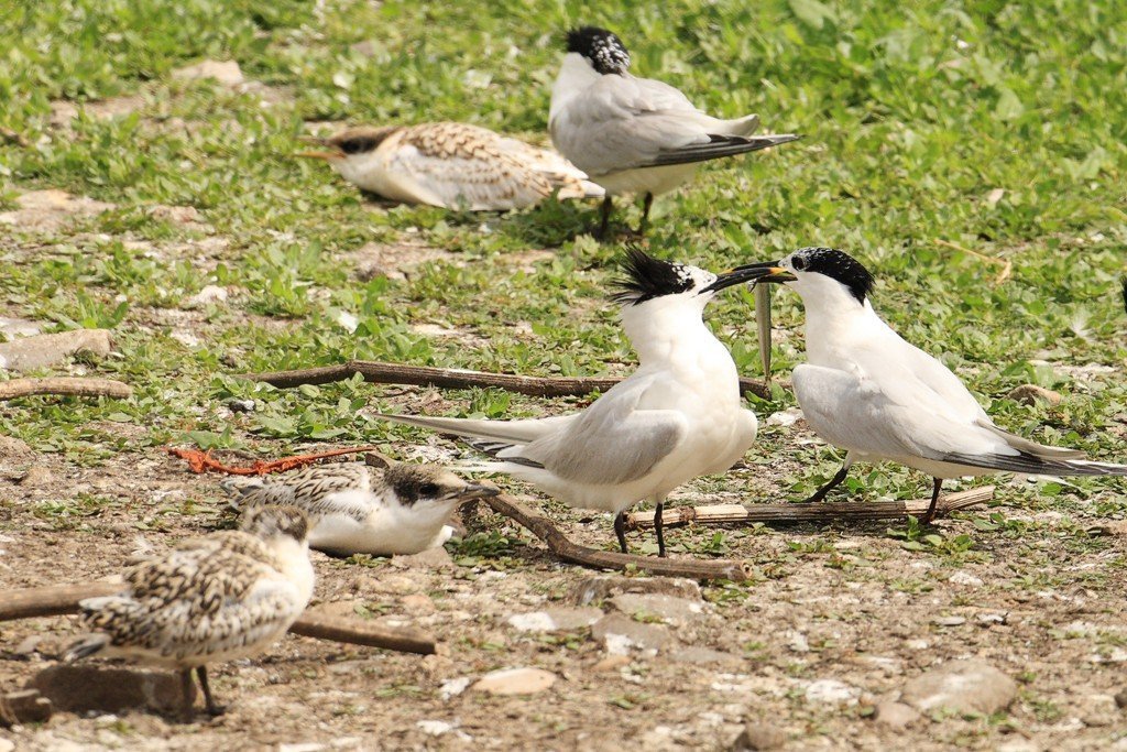 Sandwich Tern Returns to the nest with Fish 