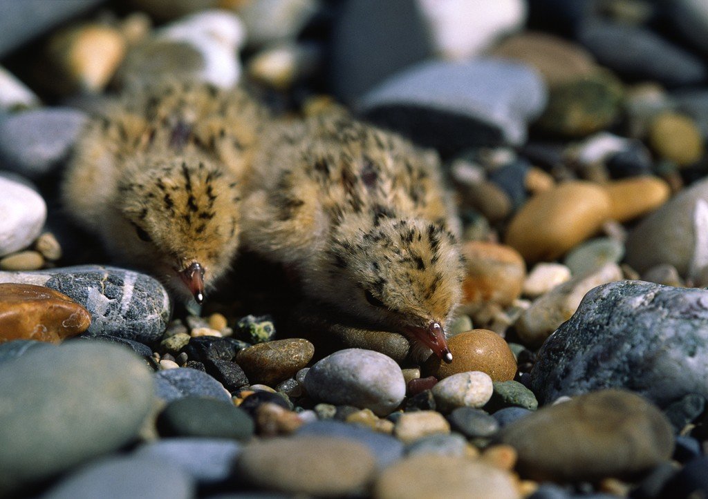 Two Little Tern Chicks