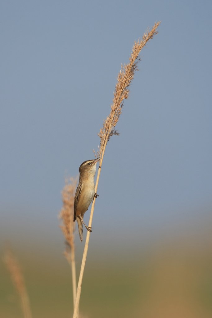 Sedge Warbler Perching on Reeds, Acrocephalus schoenobaenus