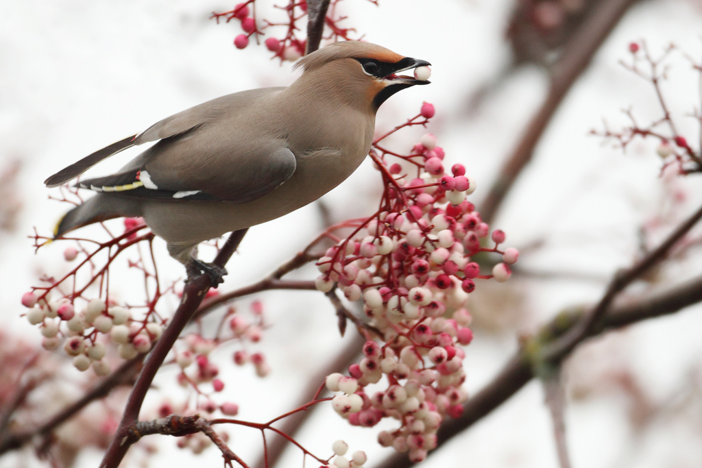 Waxwing Eating Berries