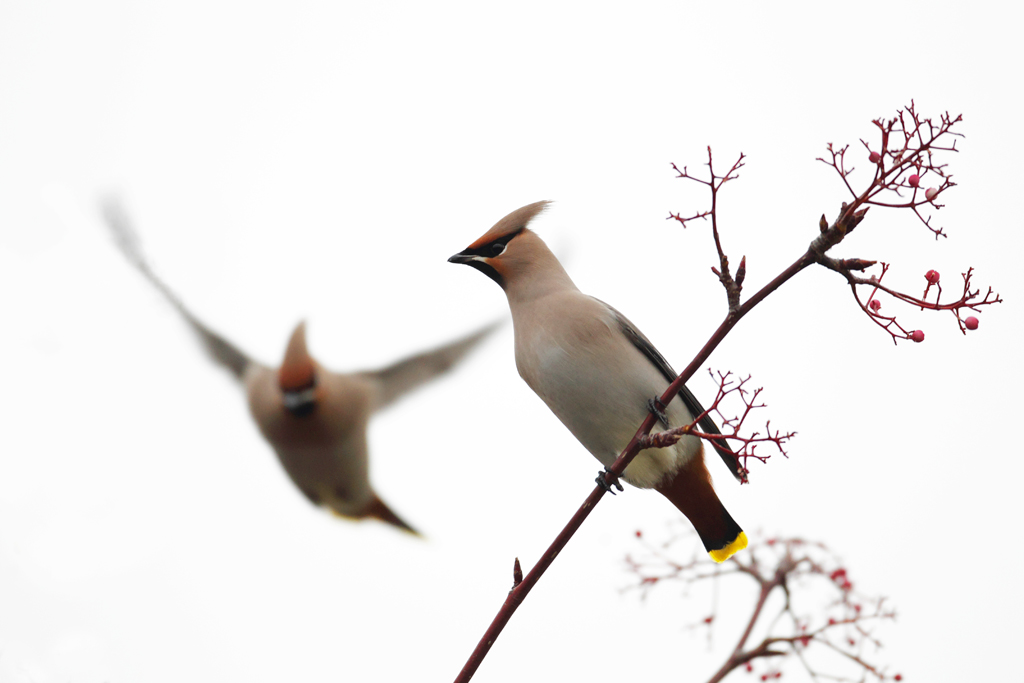 Waxwing Eating Berries