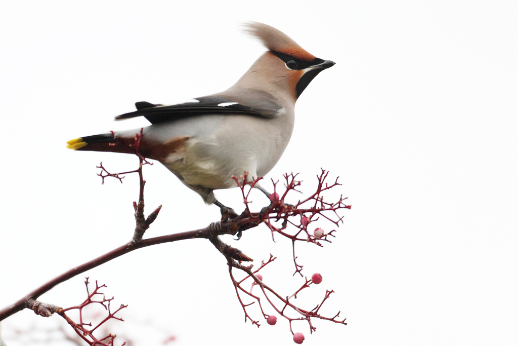 Waxwing Eating Berries